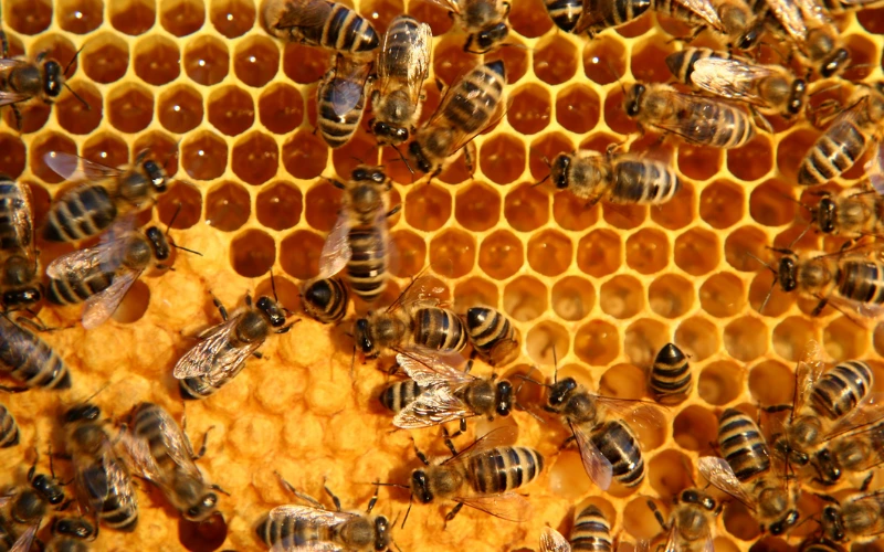 Rescate de colmenas y enjambres de abejas