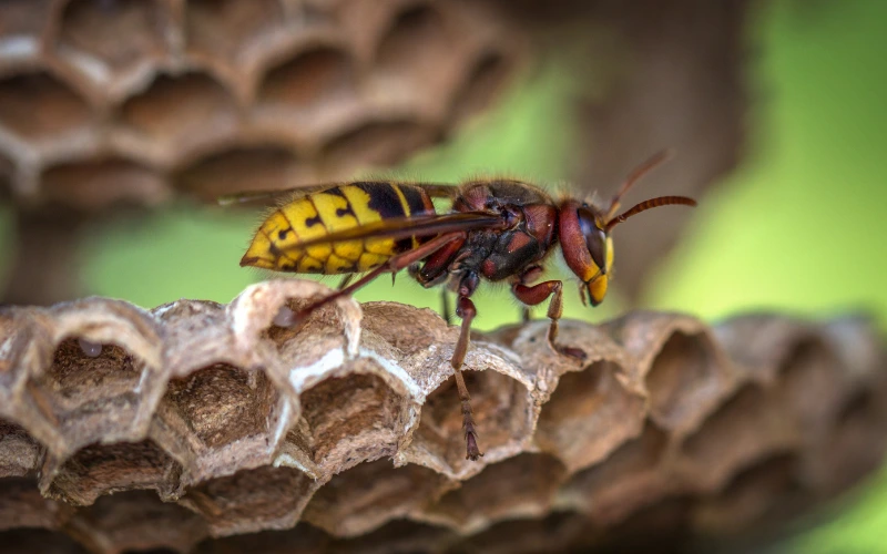 Reubicación de avispas