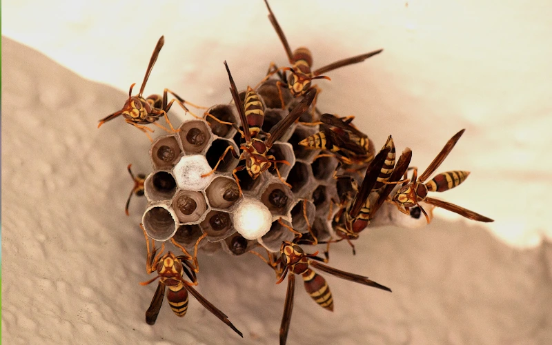 Reubicación de nidos de avispas
