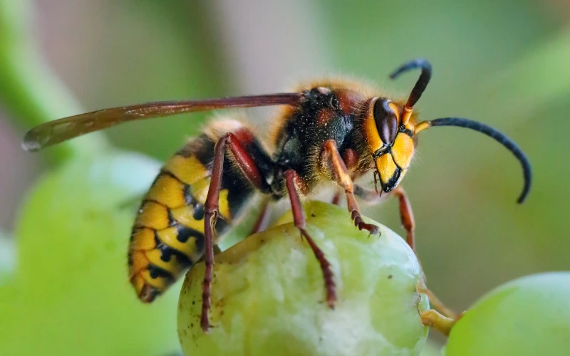 Reubicación de avispas