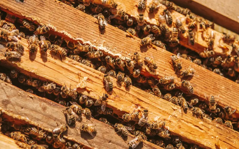 Equipo profesional de rescate